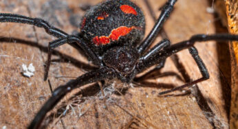 Sette nuove specie di ragni scoperte nelle grotte di Israele
